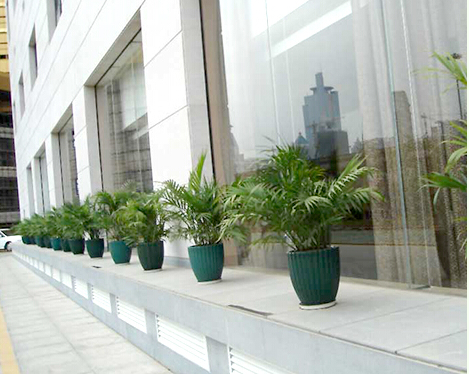 大門擺放植物的風水原則